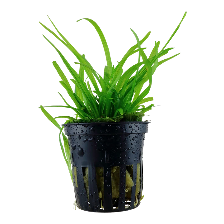 Tropica Akvarieplante i potte Sagittaria subulata